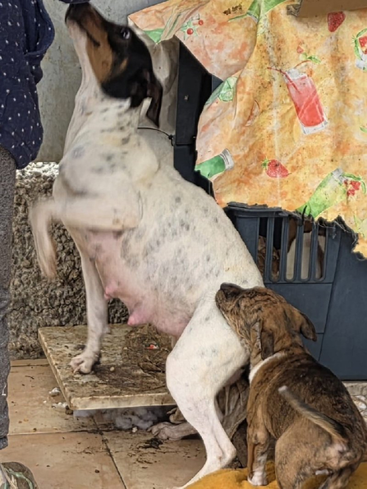 249993