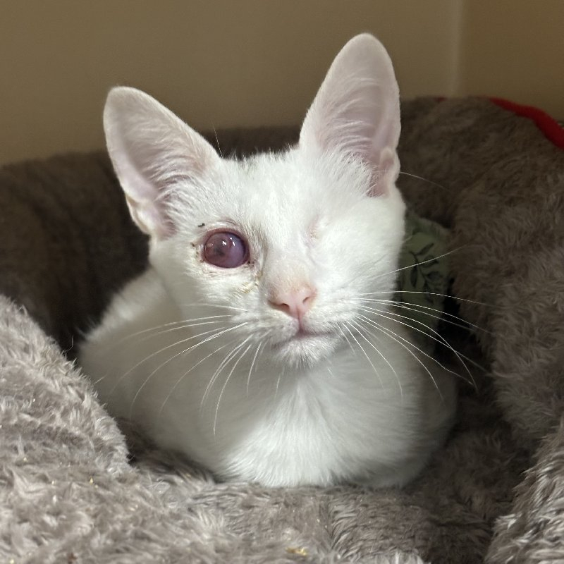 261913